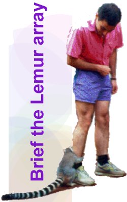 Lemur attacks man's ankle.